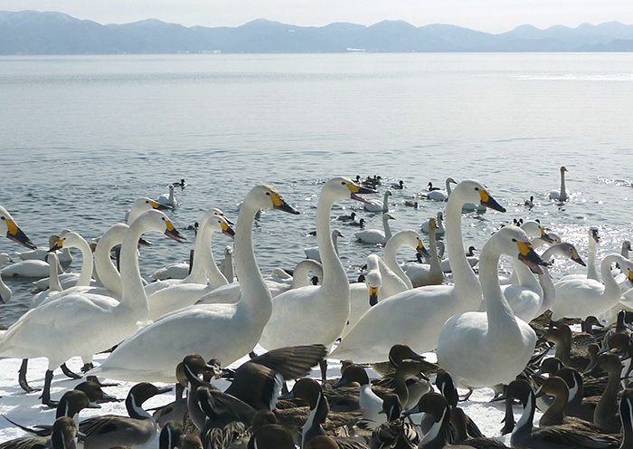 冬のアクティビティ例／白鳥と歴史に出会う旅。冬の上質な大人の旅。