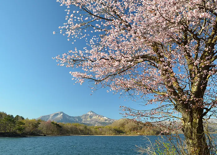 春　檜原湖