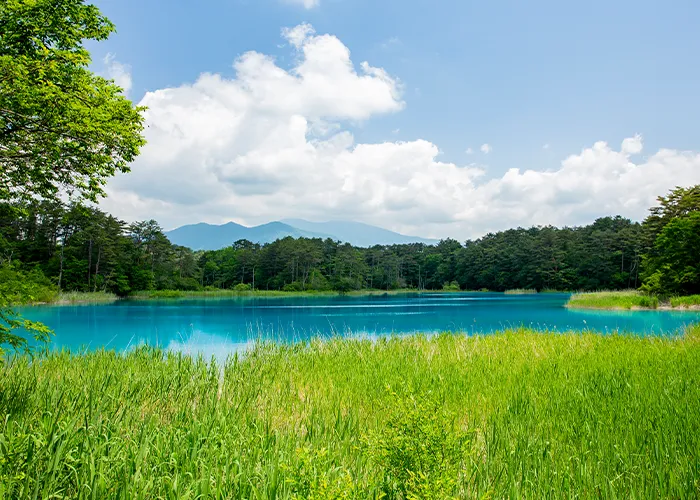 夏　弁天沼