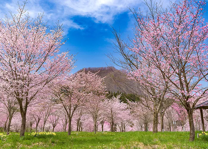 春　桜峠