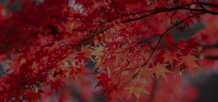 裏磐梯周辺の紅葉スポット