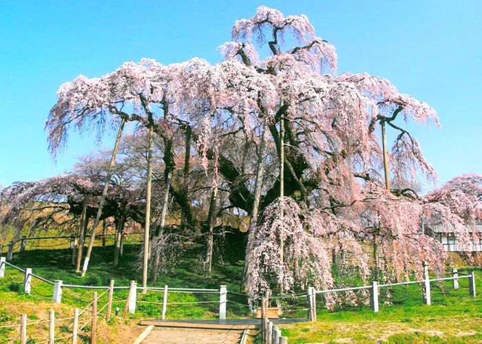 三春の滝桜